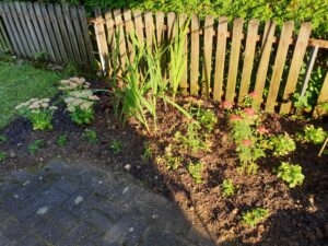 neues Beet mit insektenfreundlichen, aber nicht einheimischen Pflanzen